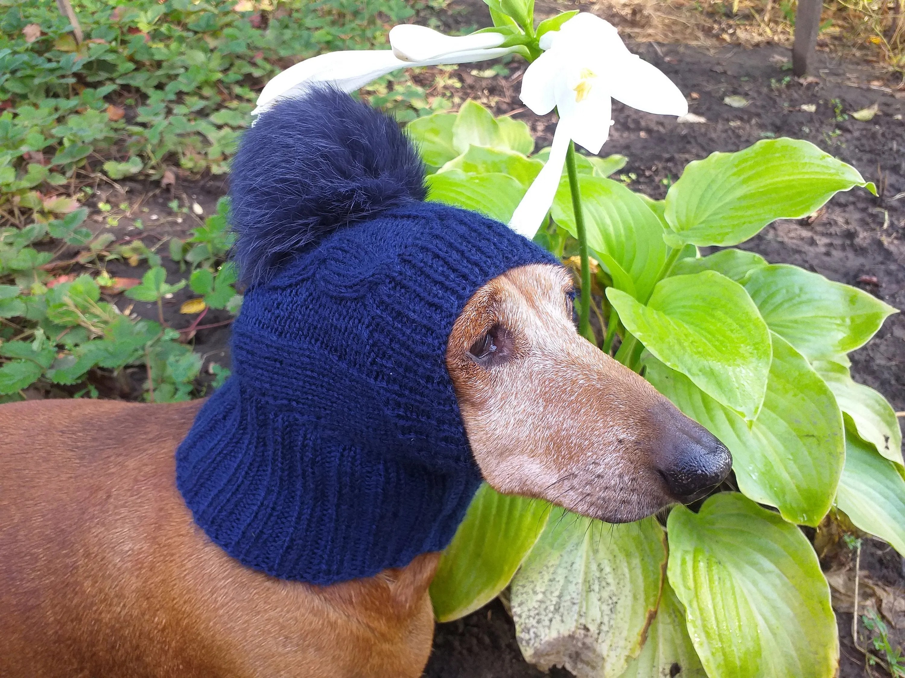 Dachshund winter hat with pompom rabbit