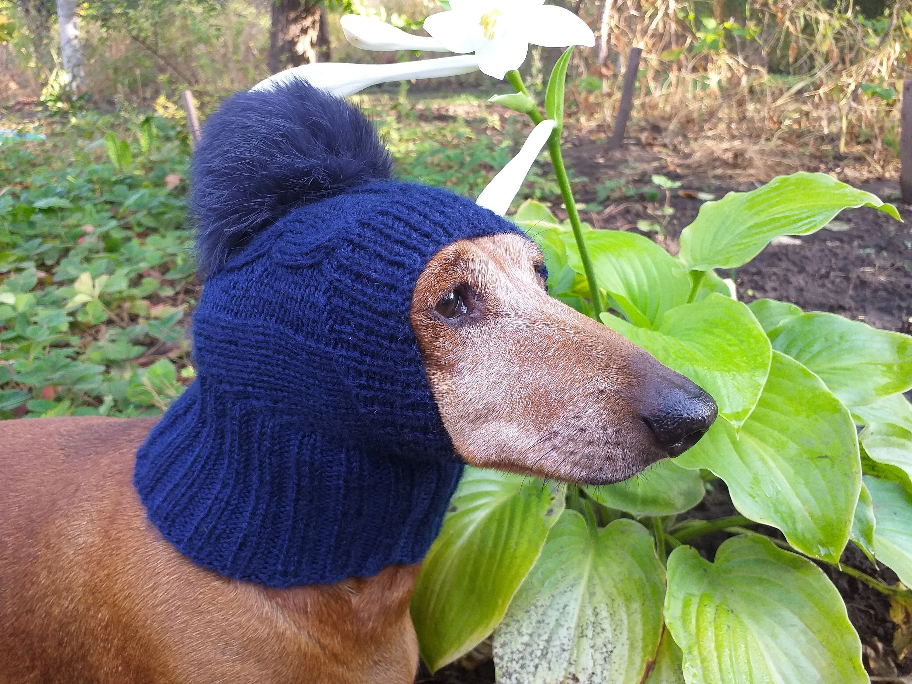 Dachshund winter hat with pompom rabbit