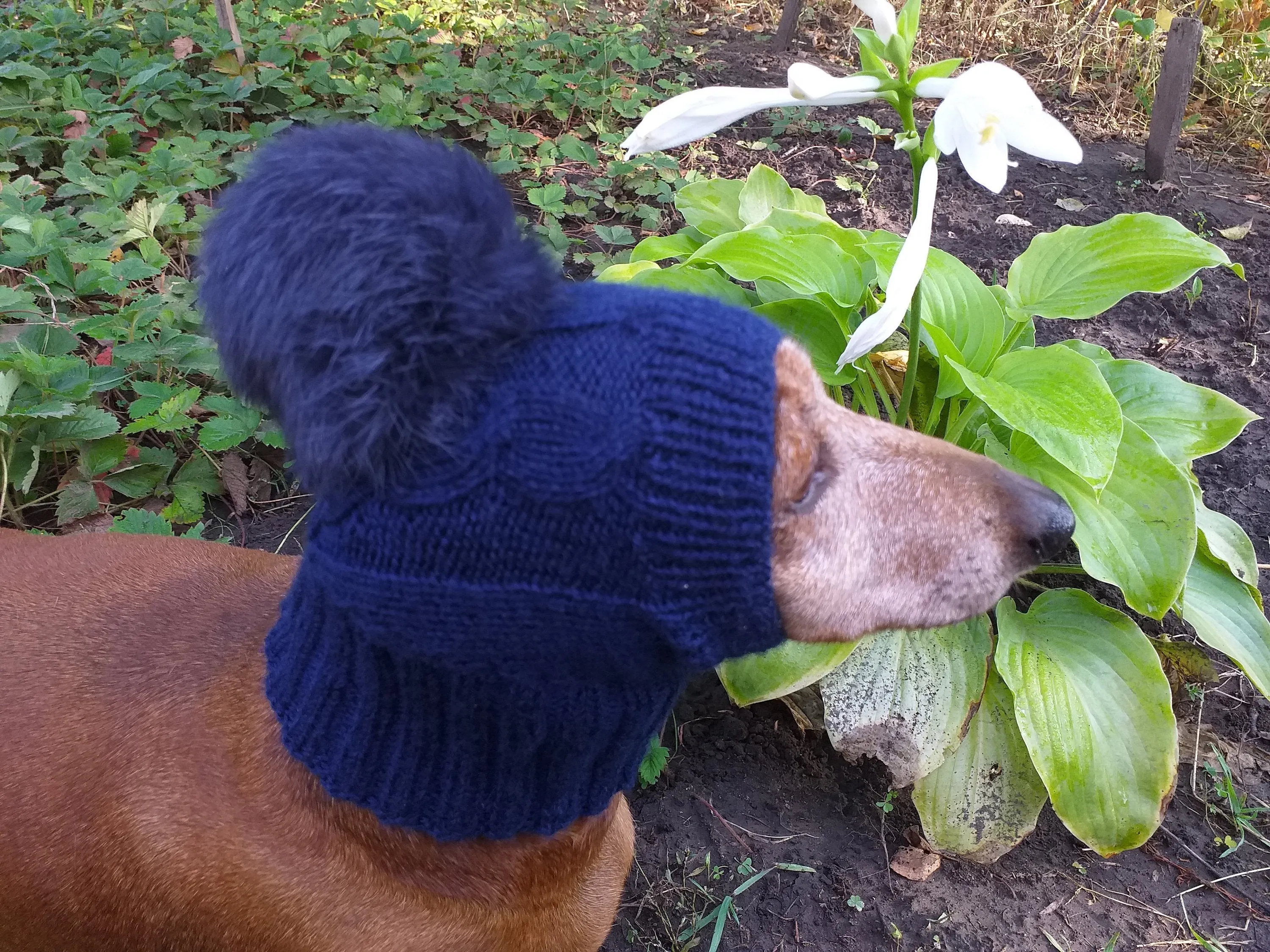 Dachshund winter hat with pompom rabbit