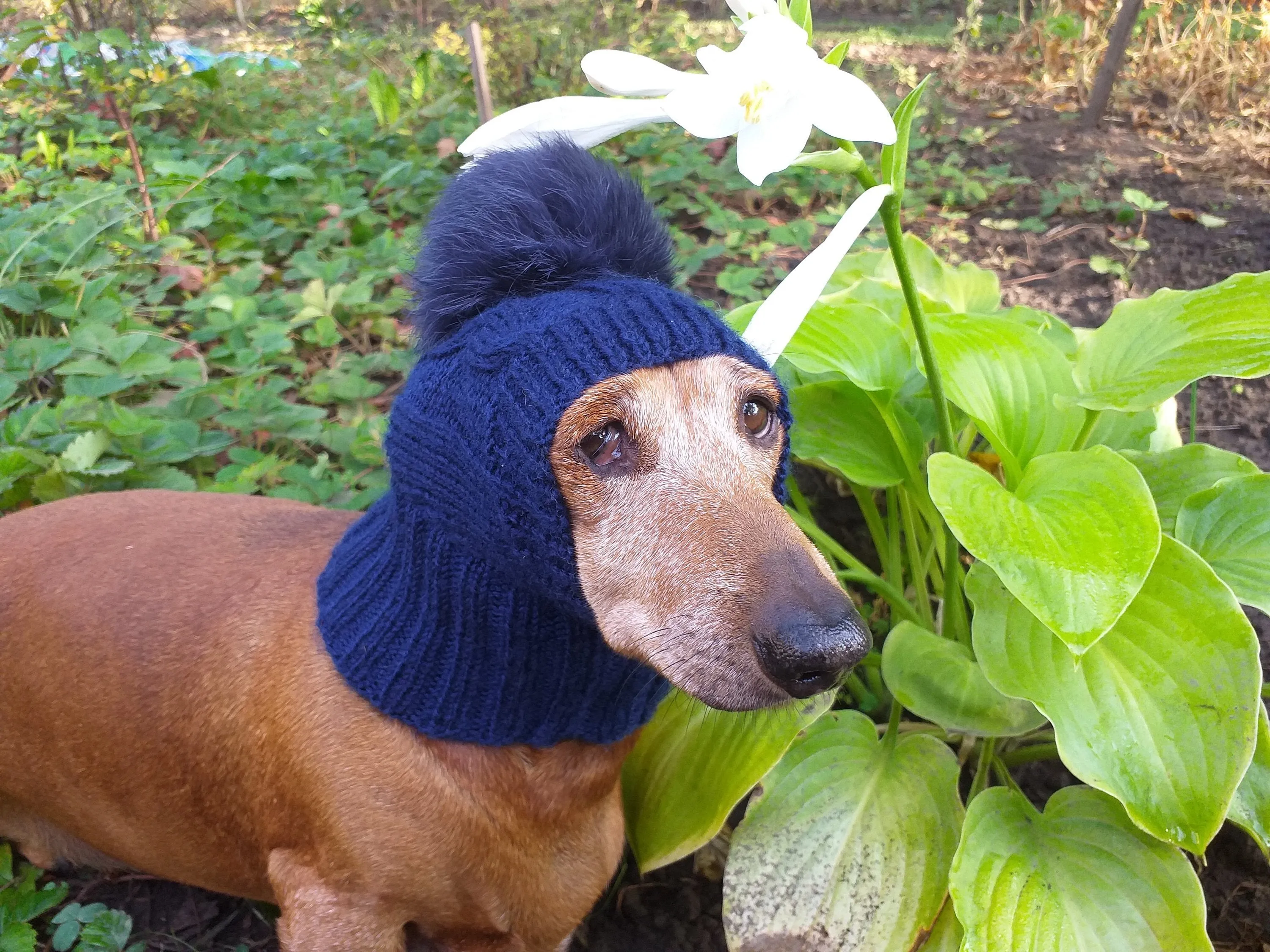 Dachshund winter hat with pompom rabbit